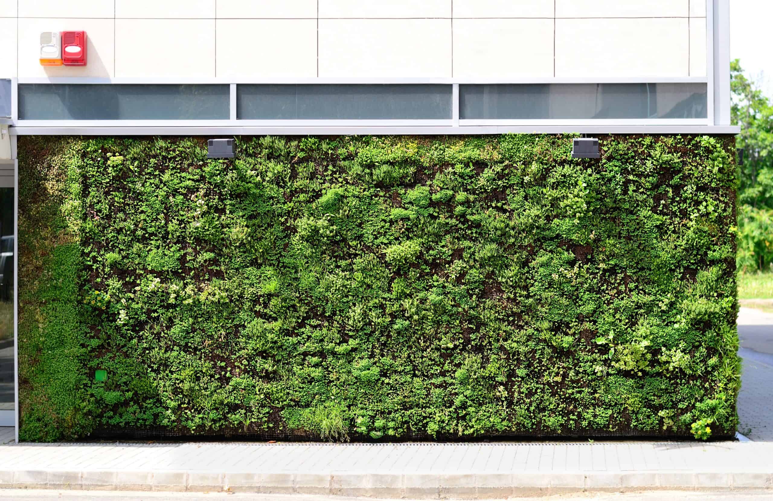 Outdoor privacy screen green wall