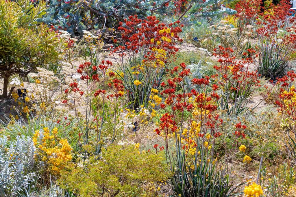 Native Australian plants filling a garden space