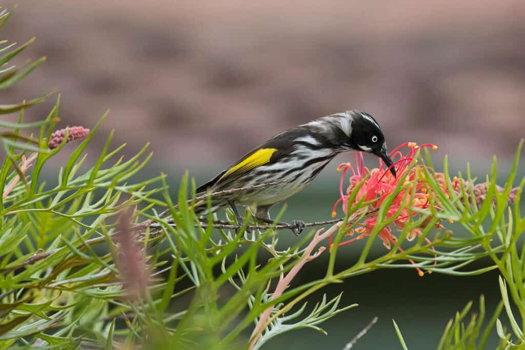 Australian native bird enjoying a garden space